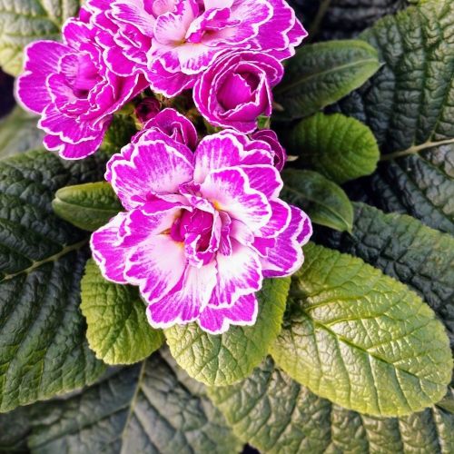Primula Belarina Lively Lilac