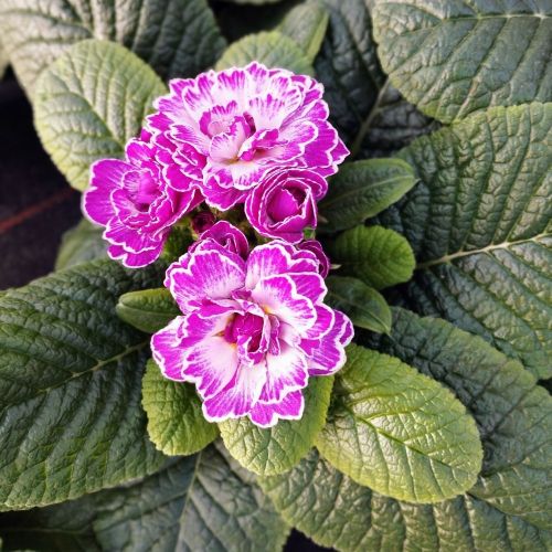 Primula Belarina Lively Lilac