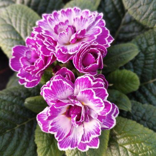 Primula Belarina Lively Lilac