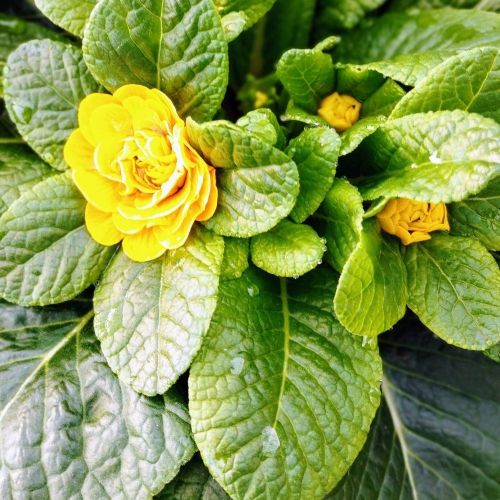Primevere Belarina Buttercup Jaune