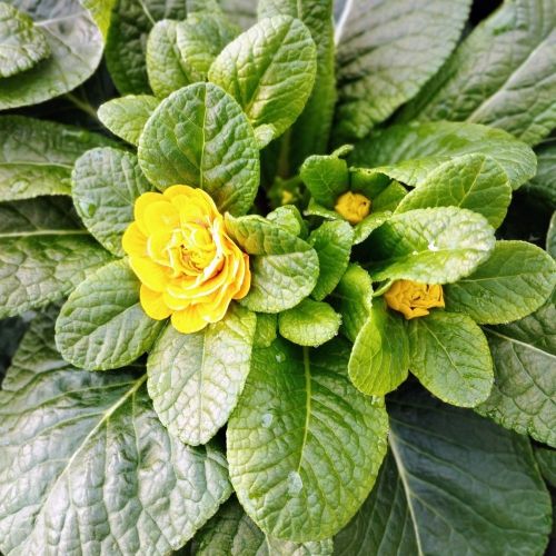 Primevere Belarina Buttercup Jaune