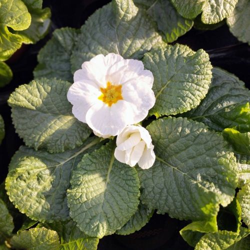 Primula Rambo Late Mix Blanc
