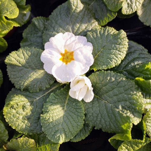 Primula Rambo Late Mix Blanc
