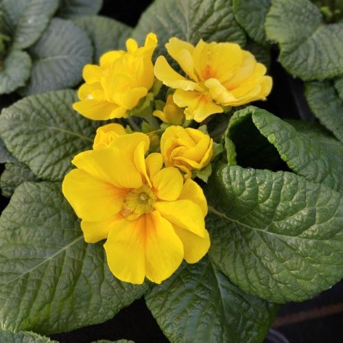 Primula Rambo Late Mix Jaune