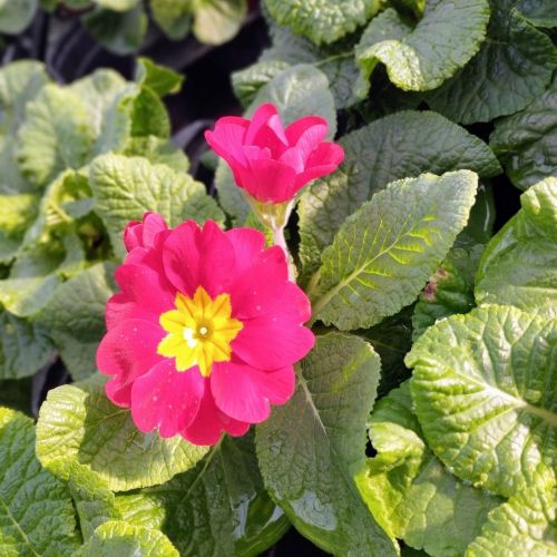Primula Rambo Late Mix Rouge