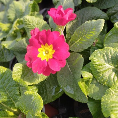 Primula Rambo Late Mix Rouge