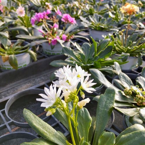 Lewisia Cotyledon Elise Blanc