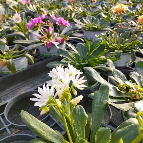 Lewisia Cotyledon Elise Blanc