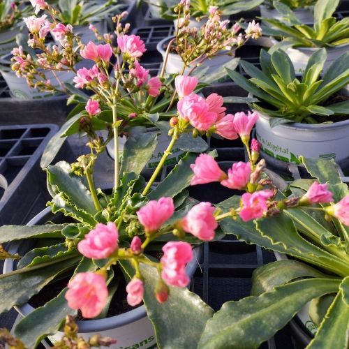 Lewisia Cotyledon Elise Orange