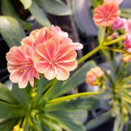 Lewisia Cotyledon Elise Orange