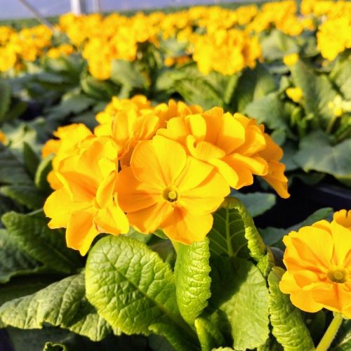Primula elatior