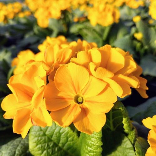 Primula elatior