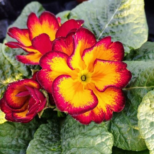 Primula Rambo Late Mix Elcora Red
