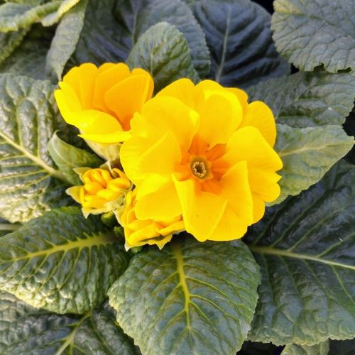 Primula Rambo Late Mix Jaune