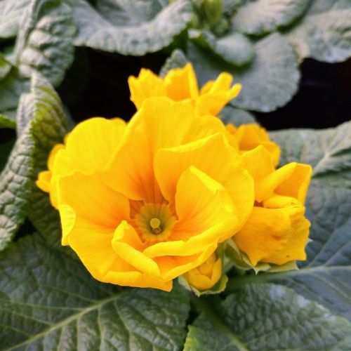 Primula Rambo Late Mix Jaune
