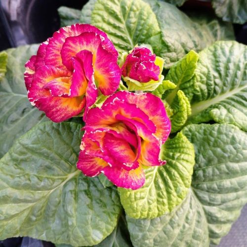 Primula Acaulis Sirococco Rouge