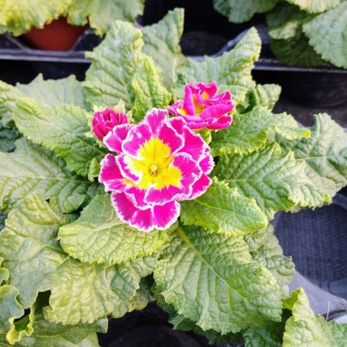 Primula Acaulis Sirococco Rose