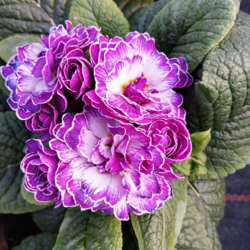 Primula Belarina Lively Lilac
