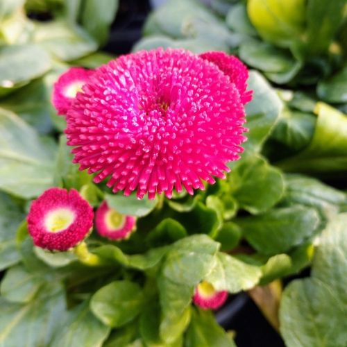Paquerette Bellis Perennis 'Tasso Red'
