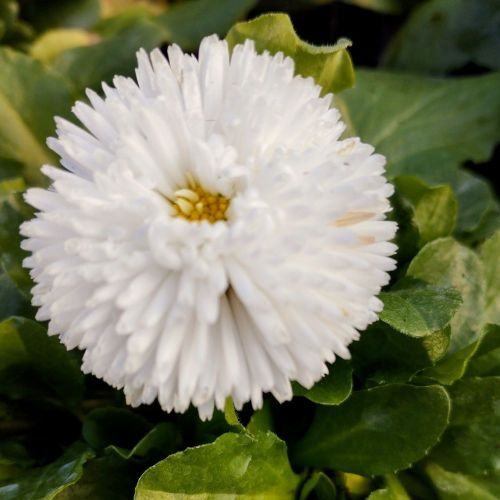 Paquerette Bellis Perennis 'Tasso White'
