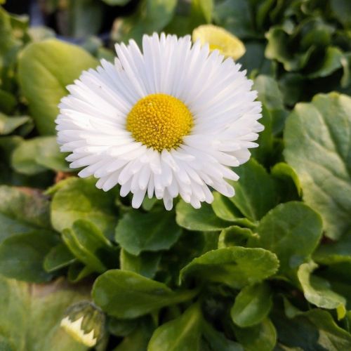 Paquerette Bellis Perennis 'Tasso White'
