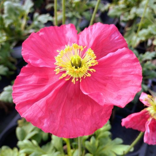 Papaver Nudicaule Spring Fever