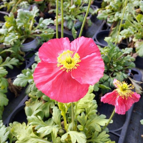 Papaver Nudicaule Spring Fever