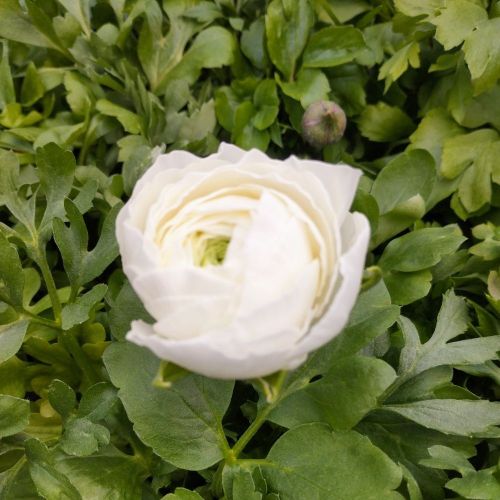 Renoncule Asiaticus Maché Blanche