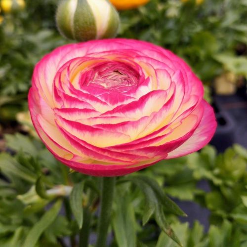 Renoncule Asiaticus Maché Rose