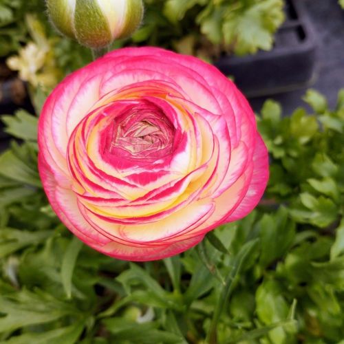 Renoncule Asiaticus Maché Rose