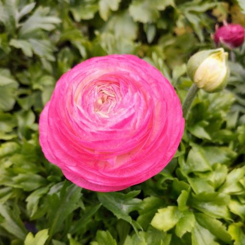 Renoncule Asiaticus Maché Rose