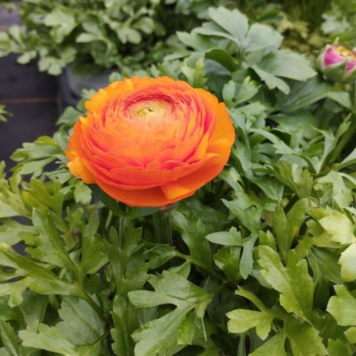 Renoncule Asiaticus Maché Orange