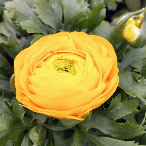 Renoncule Asiaticus Maché Jaune