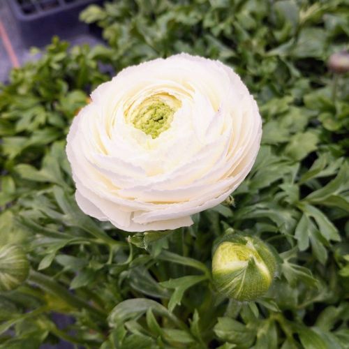 Renoncule Asiaticus Maché Blanche