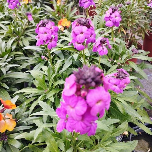 Giroflée Erysimum Poem Lavender