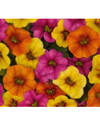 Calibrachoa Hawaiian Kalani
