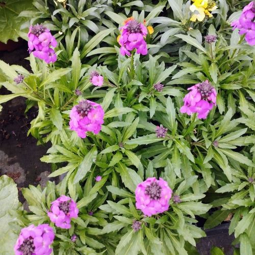 Giroflée Erysimum Poem Lavender