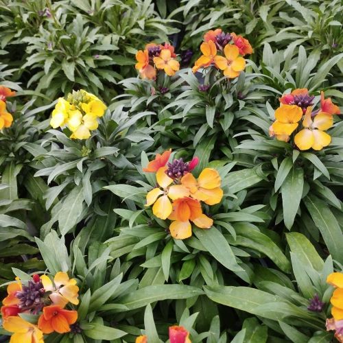 Giroflée Erysimum Winter Orchid