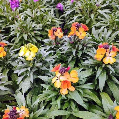 Giroflée Erysimum Winter Orchid