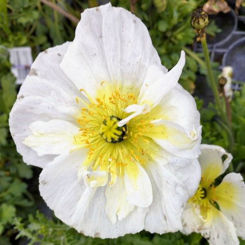 Papaver Nudicaule Blanc