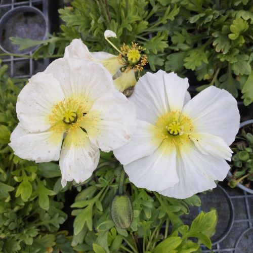 Papaver Nudicaule Blanc