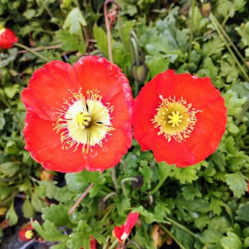 Papaver Nudicaule Spring Fever