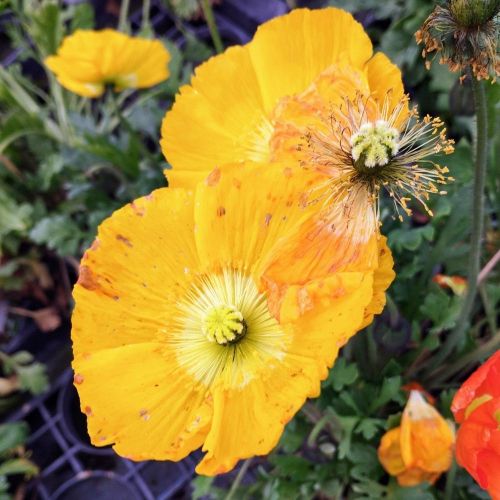 Papaver Nudicaule Jaune