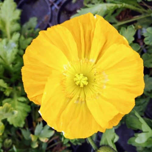 Papaver Nudicaule Jaune