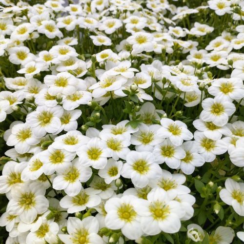 Saxifraga arendsii Blanc