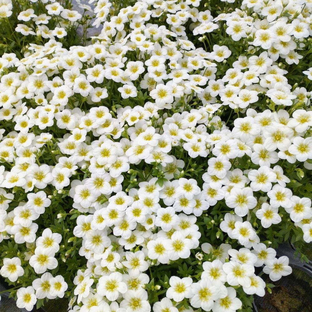 Saxifraga arendsii Blanc