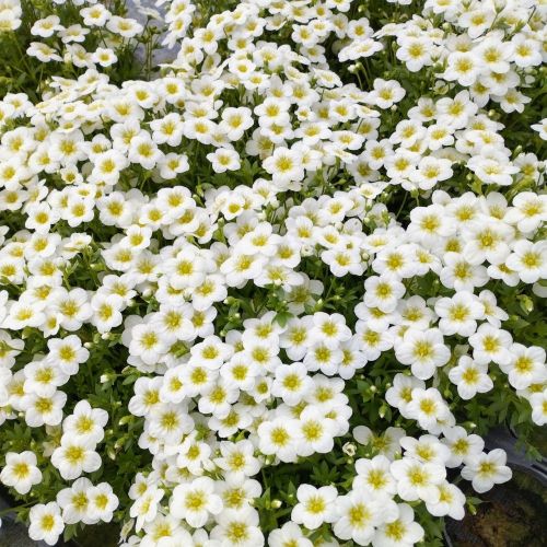 Saxifraga arendsii Blanc