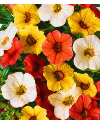 Calibrachoa Hawaiian Fruit Bowl