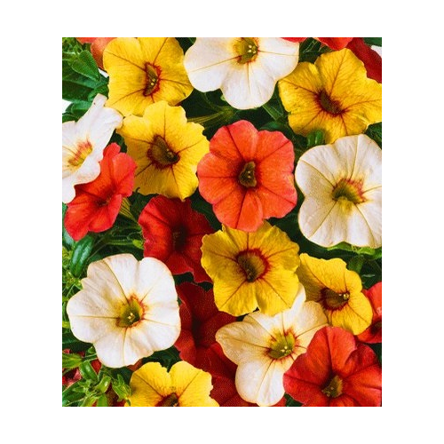 Calibrachoa Hawaiian Fruit Bowl