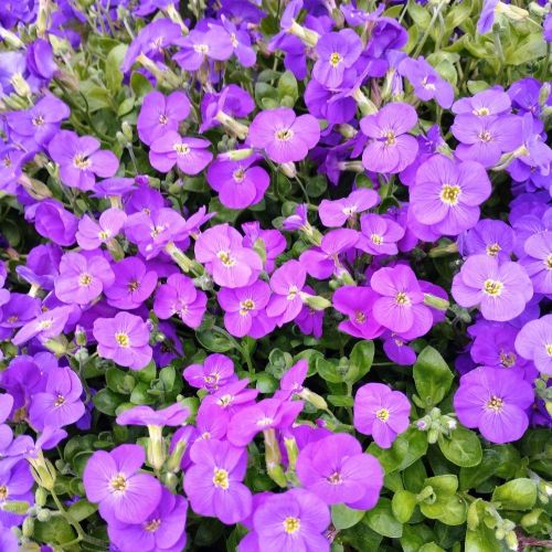 Aubrietes Gracilis Kitte Blue